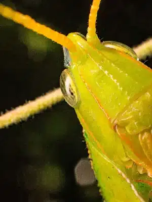 🔬📸 Taller: MACROFOTOGRAFÍA (Presencial)